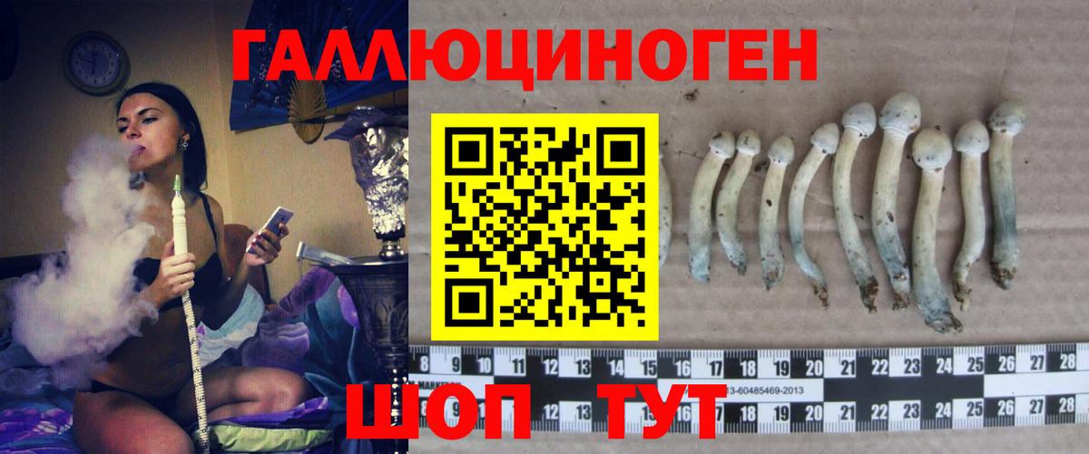 Белогорск  Псилоцибиновые грибы Cubensis  Вход с VPN 